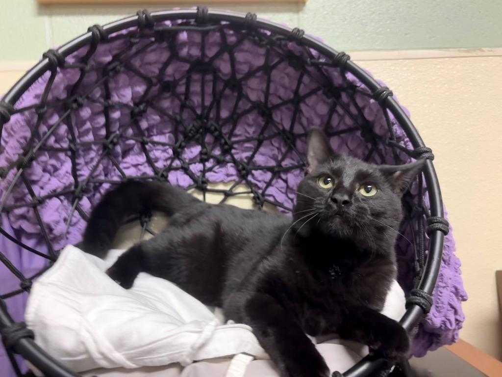 Marnie, Adoptable, Young Female Domestic Short Hair.