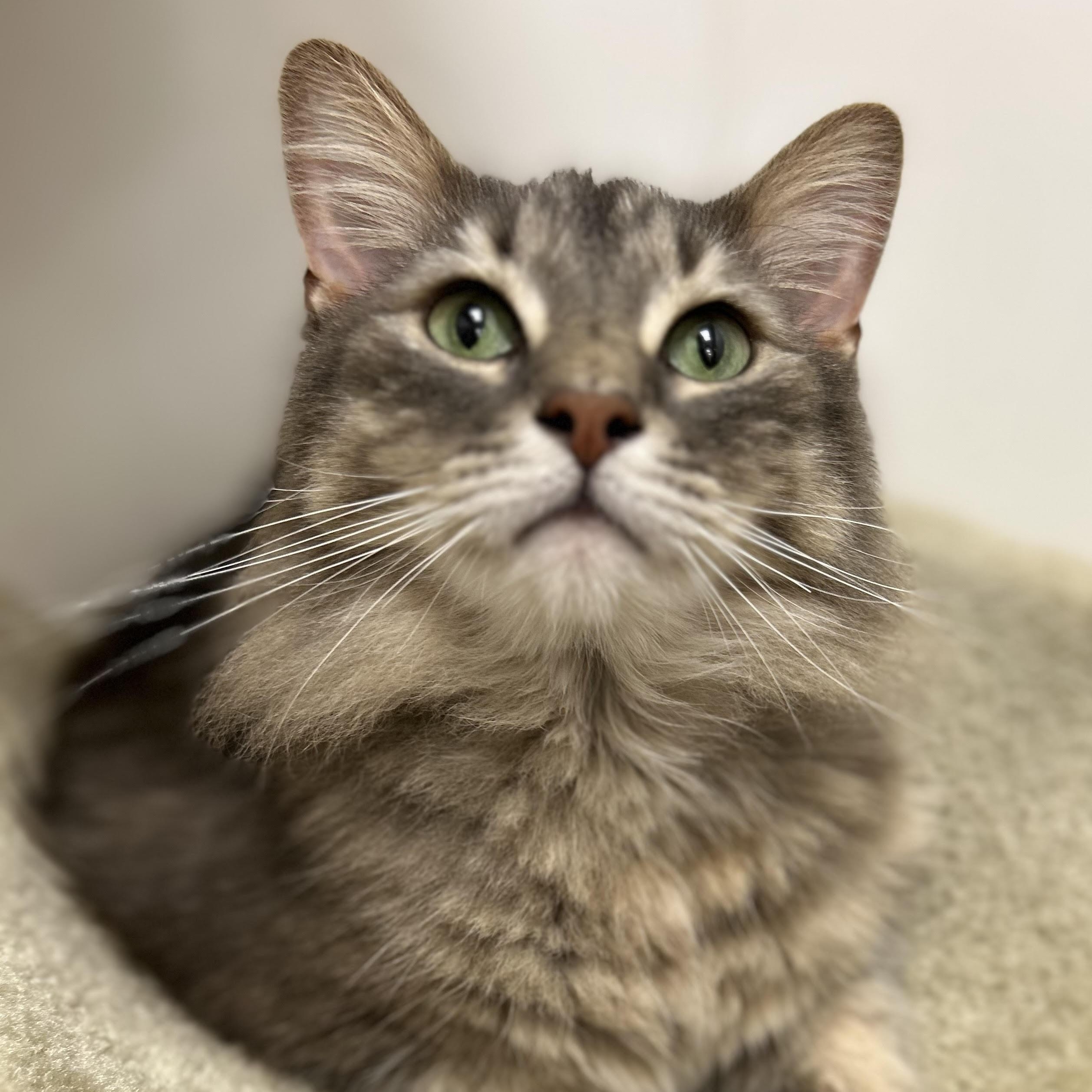 Baby Cat, adopted, Adult Male Domestic Medium Hair.