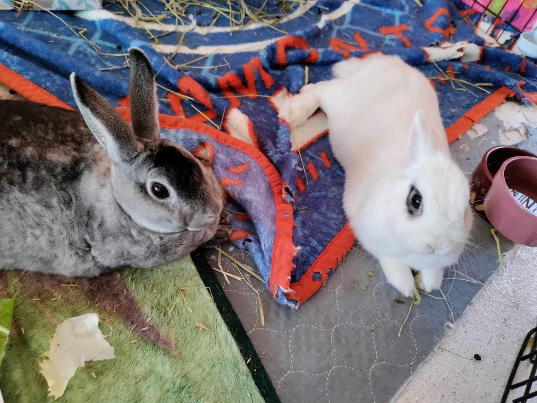 Newt & Lucy , Adopted, Adult Male Hotot.