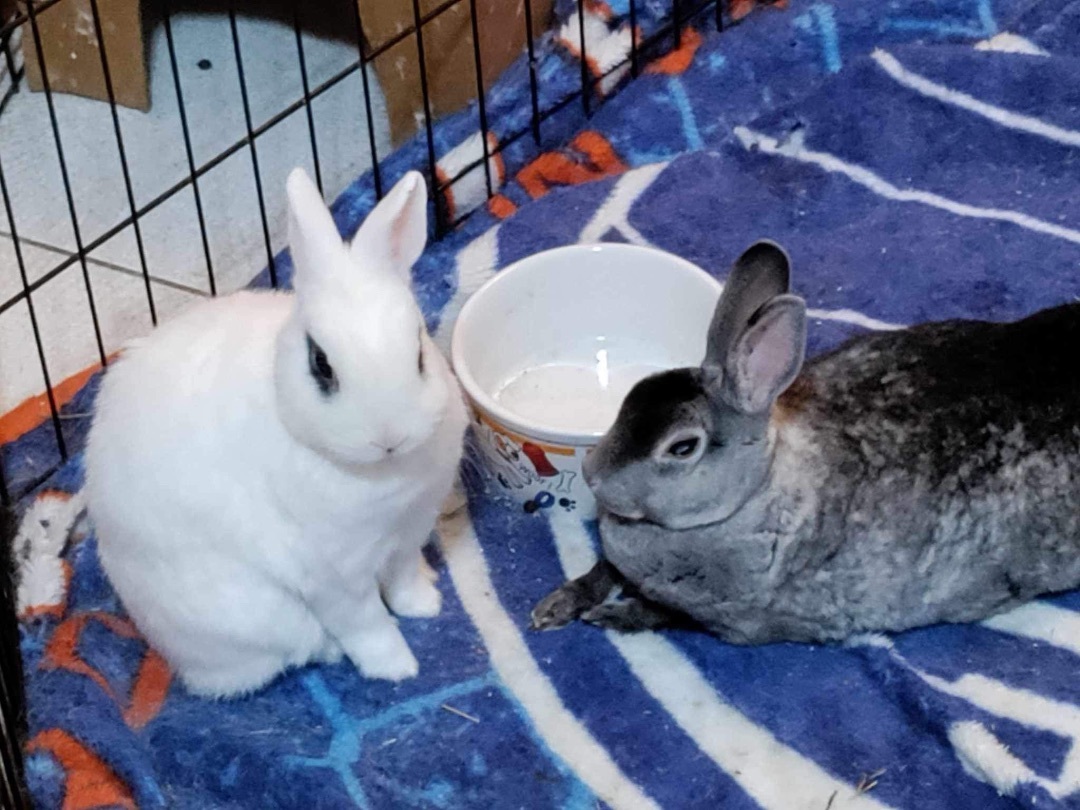 Enlarge Newt & Lucy , a Adopted mixed breed in Lockport, IL image 2/5