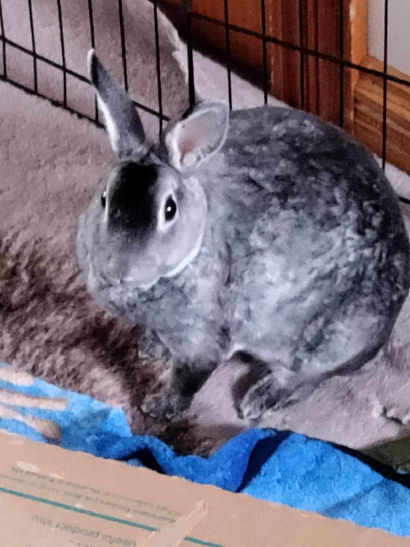 Enlarge Newt & Lucy , a Adopted mixed breed in Lockport, IL image 3/5