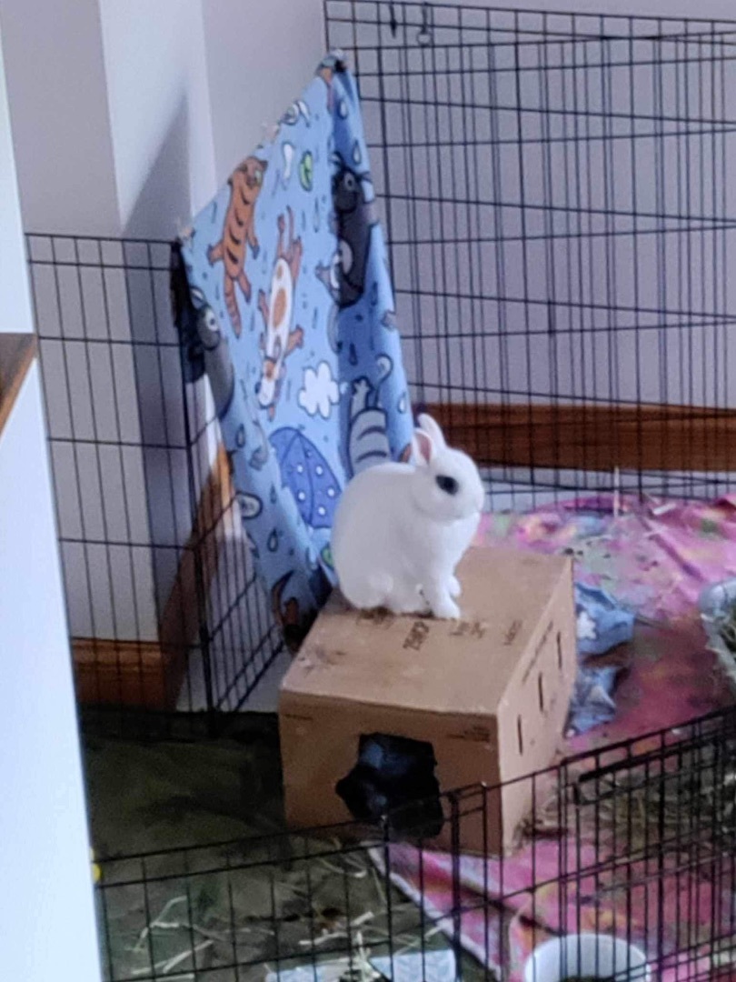 Enlarge Newt & Lucy , a Adopted mixed breed in Lockport, IL image 4/5