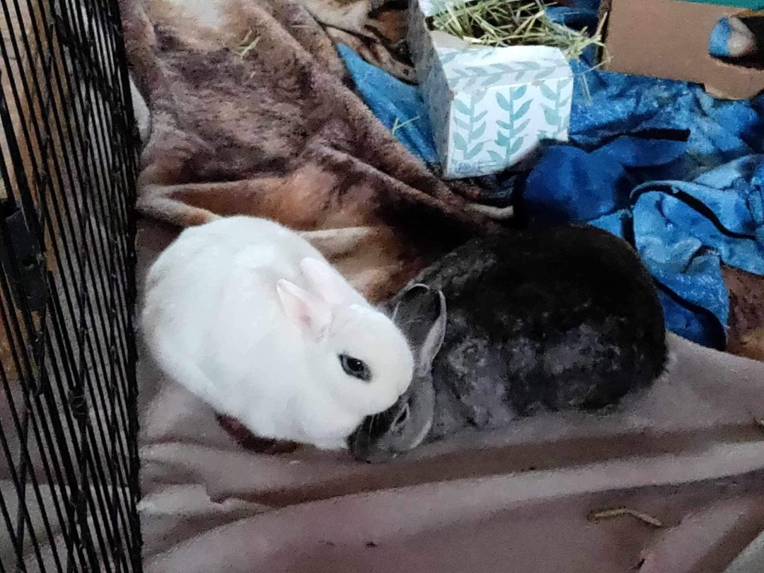 Enlarge Newt & Lucy , a Adopted mixed breed in Lockport, IL image 5/5