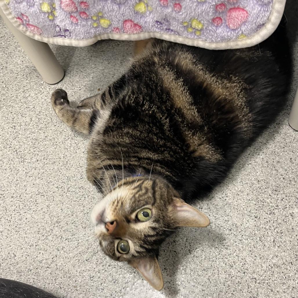 Xerxes, Adoptable, Senior Male Domestic Short Hair.