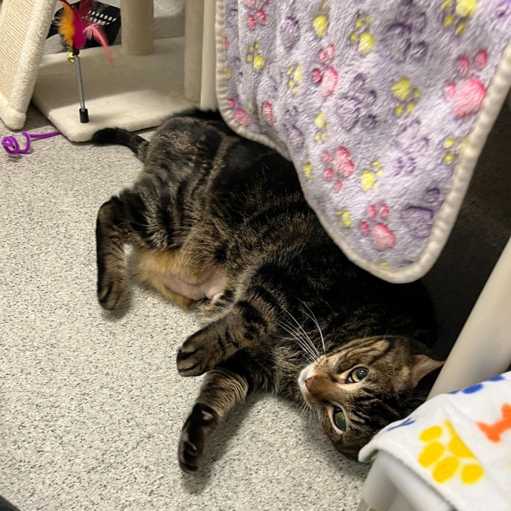 Xerxes, a Adoptable Domestic Short Hair in Chicago, IL image 2/6