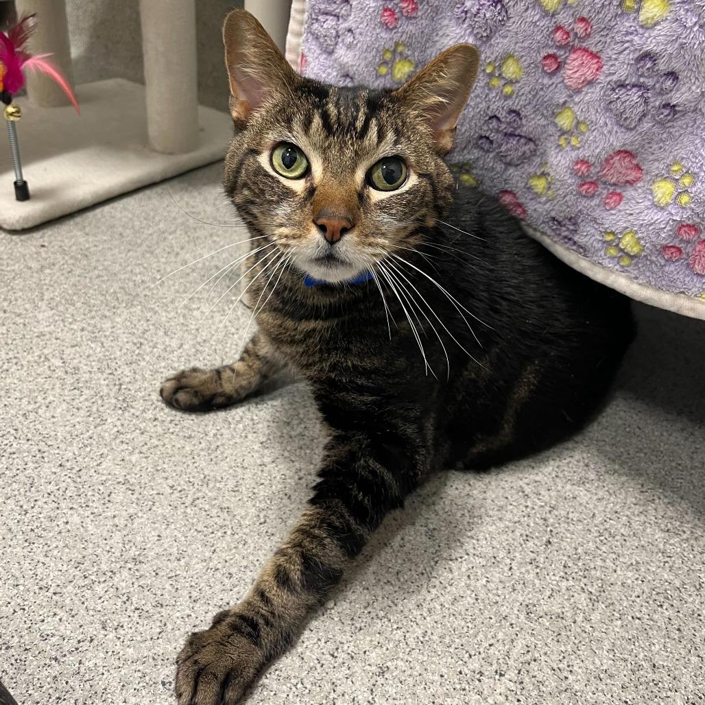 Xerxes, a Adoptable Domestic Short Hair in Chicago, IL image 3/6