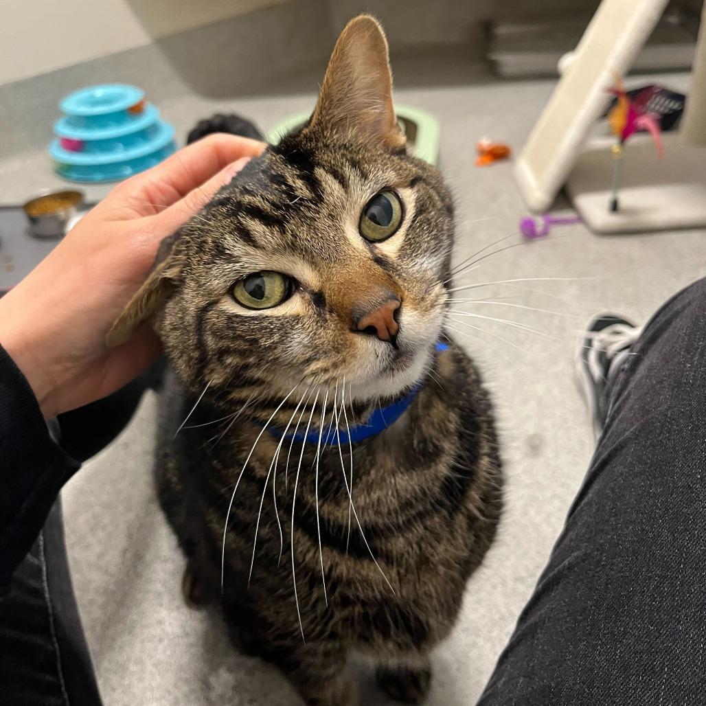 Xerxes, a Adoptable Domestic Short Hair in Chicago, IL image 4/6