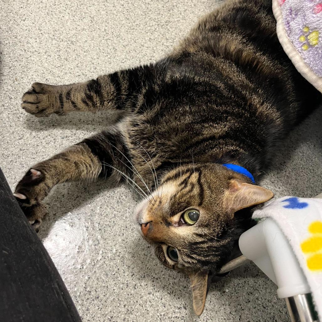 Xerxes, a Adoptable Domestic Short Hair in Chicago, IL image 4/6
