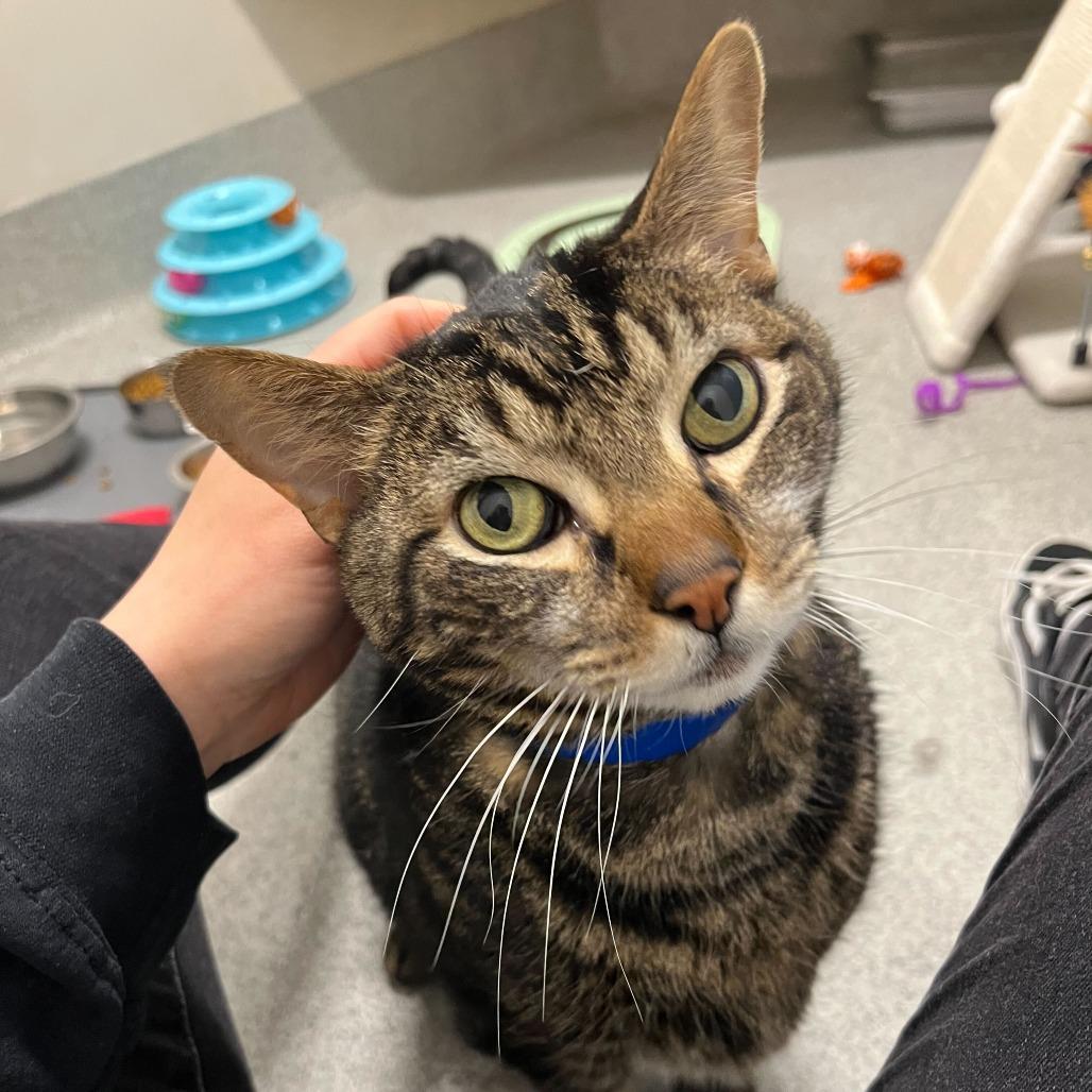 Xerxes, a Adoptable Domestic Short Hair in Chicago, IL image 5/6
