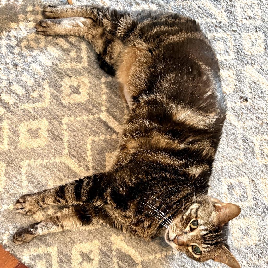 Xerxes, a Adoptable Domestic Short Hair in Chicago, IL image 6/6