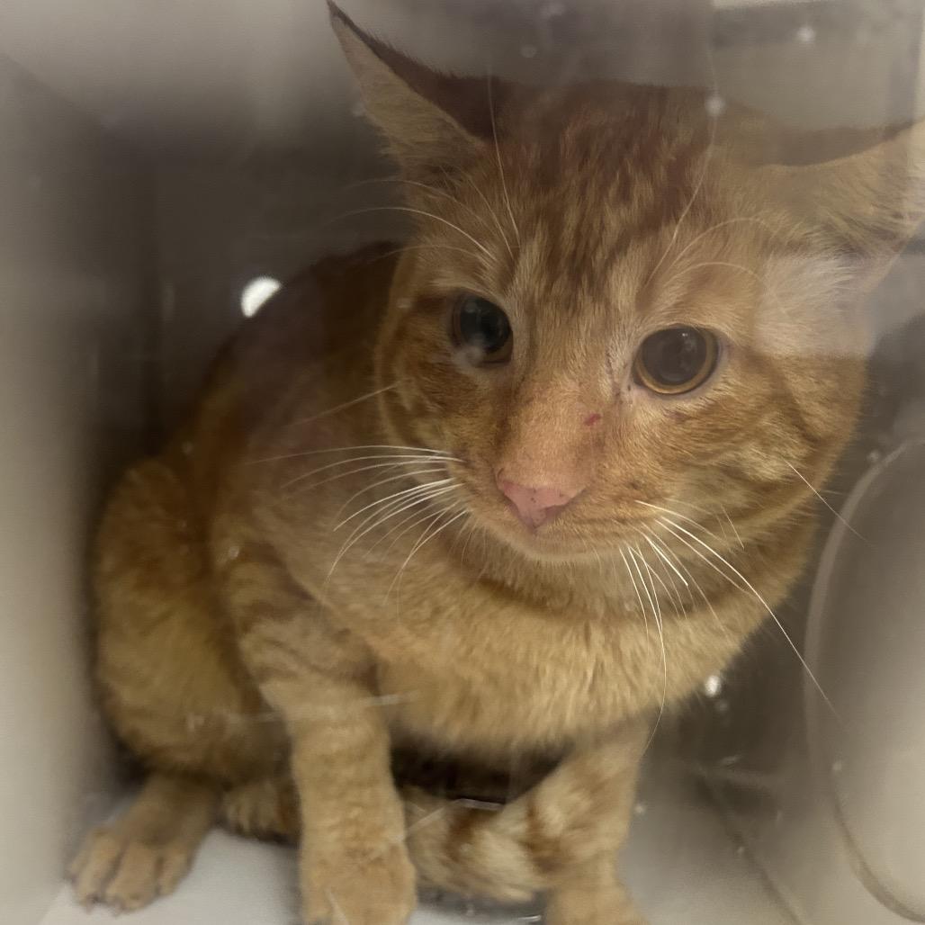 Enlarge TNR Lionfish, a Adoptable Domestic Short Hair in Galveston, TX image 1/1
