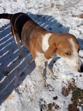 Bentley, a Adoptable mixed breed in Melbourne, AR image 2/3