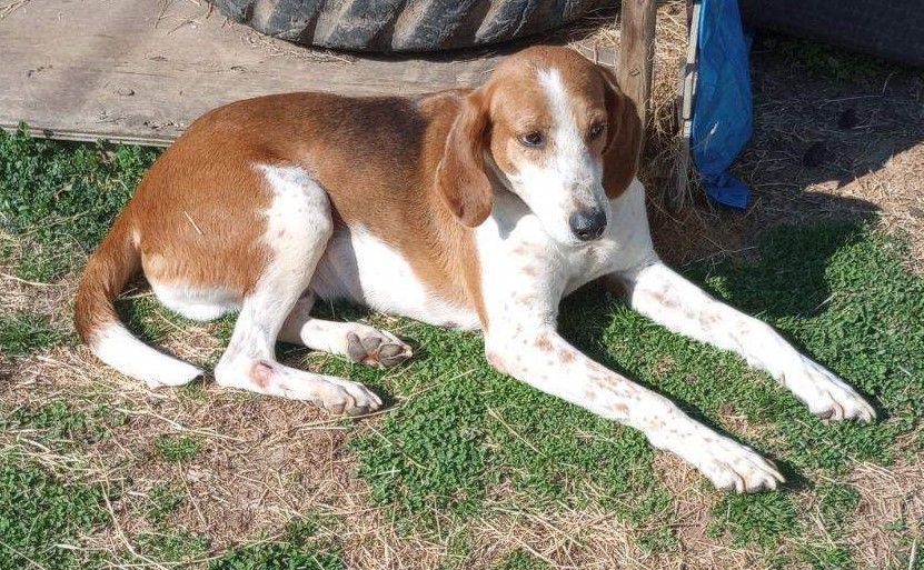 Bentley, Adoptable, Adult Male Hound & Terrier.