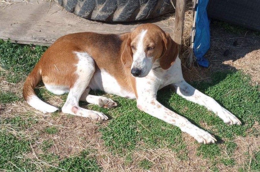 Bentley, a Adoptable mixed breed in Melbourne, AR image 3/3
