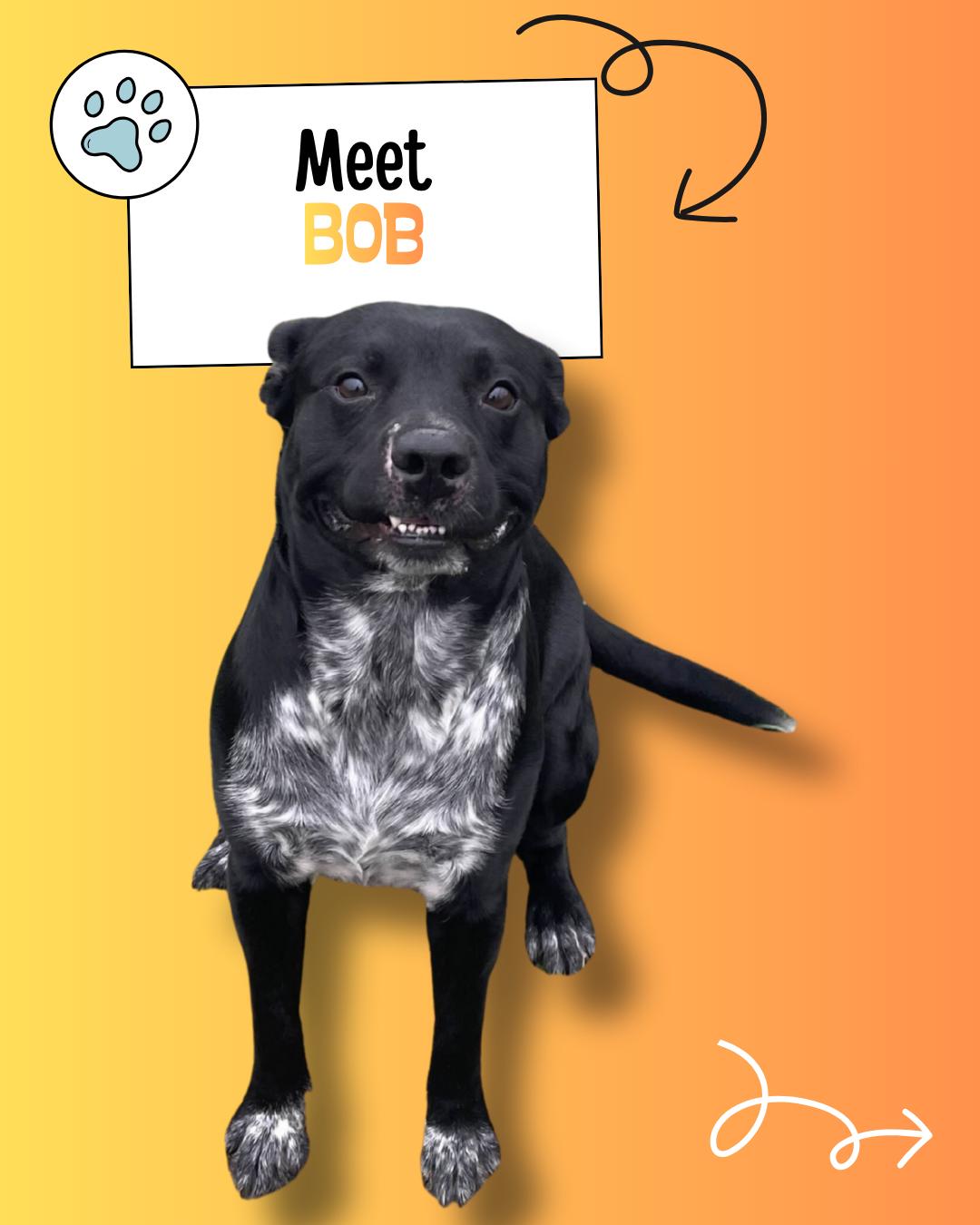 Enlarge Bob, a ADOPTABLE mixed breed in Sulphur, KY image 2/6