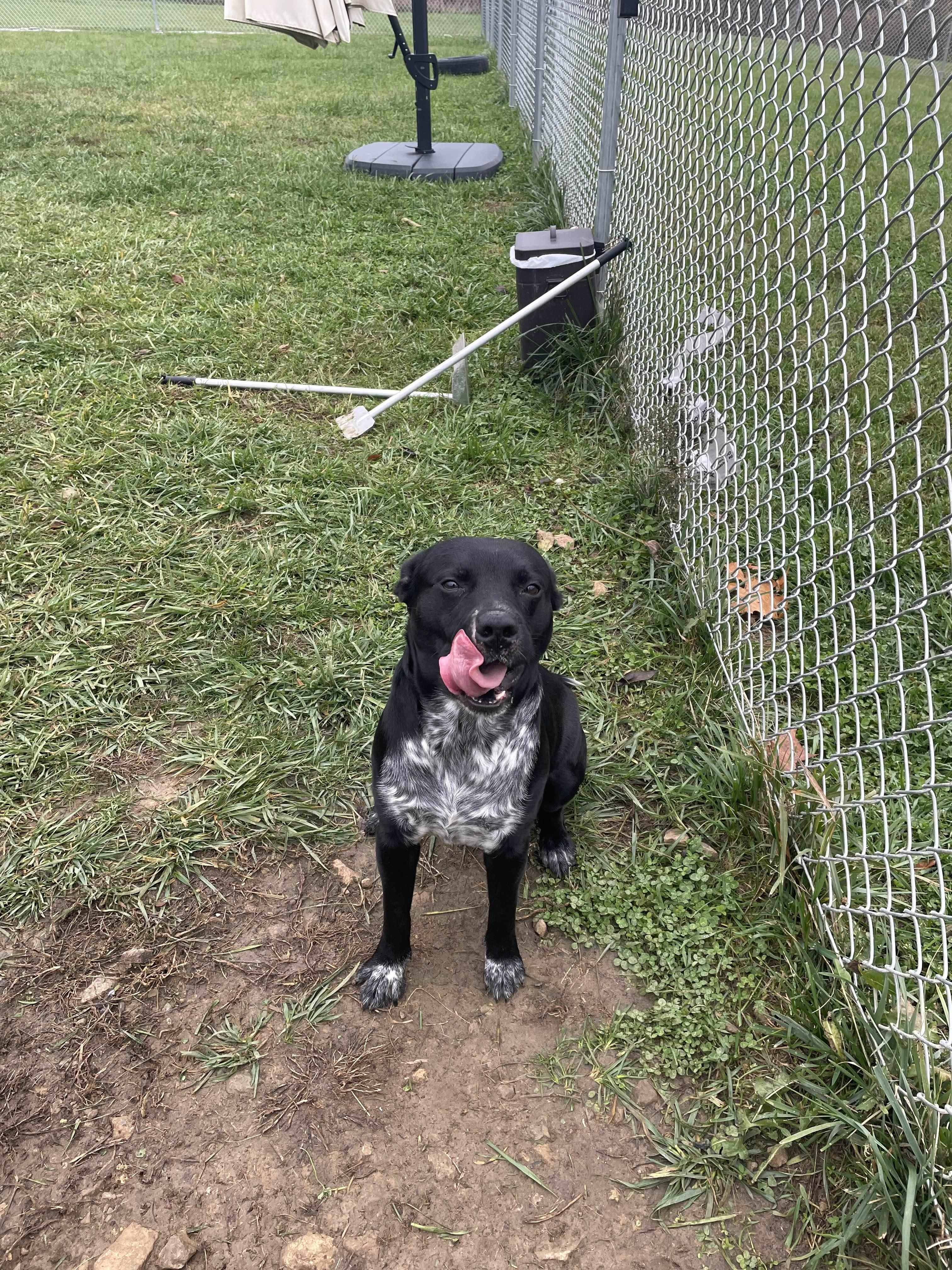 Enlarge Bob, a ADOPTABLE mixed breed in Sulphur, KY image 4/6