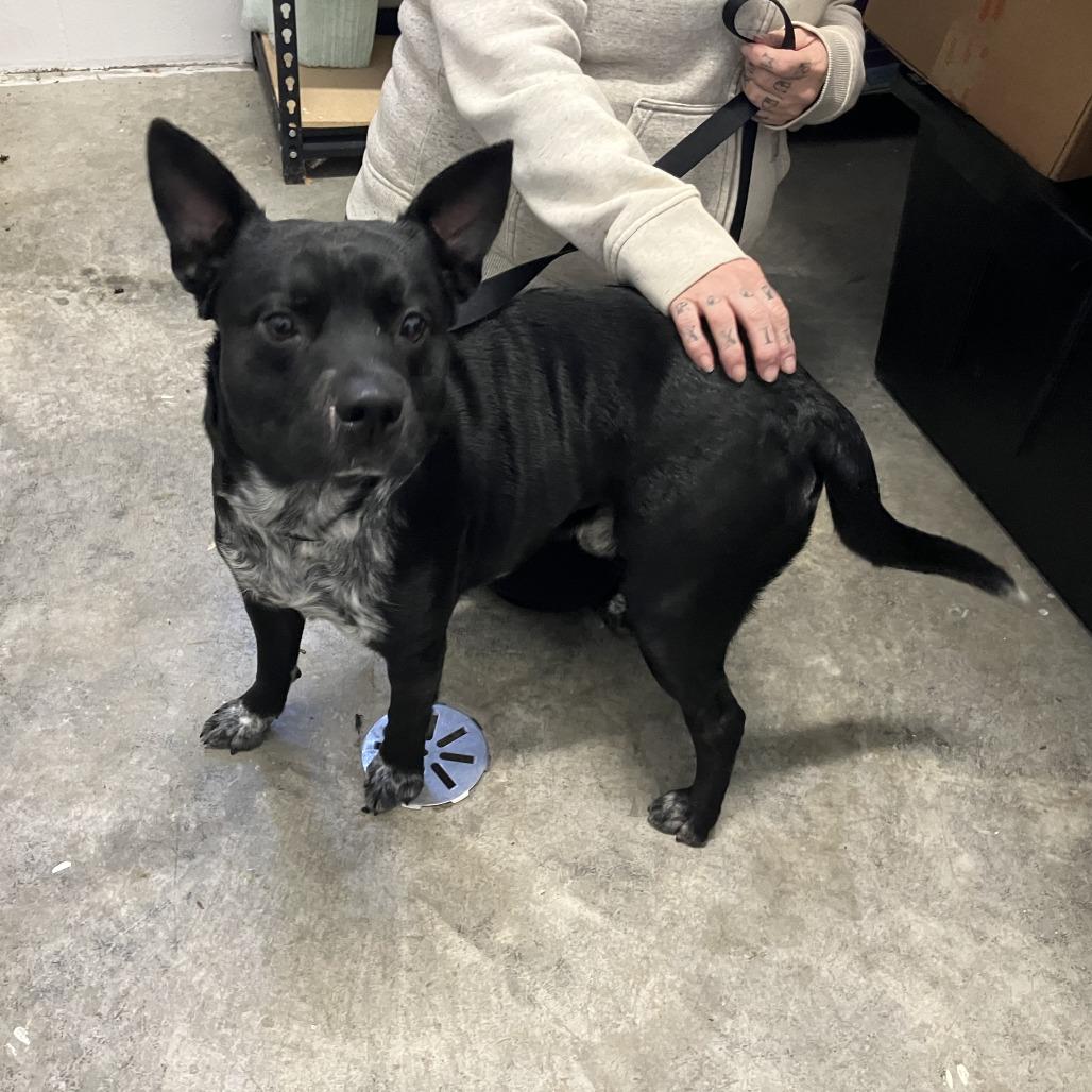 Enlarge Bob, a ADOPTABLE mixed breed in Sulphur, KY image 5/6