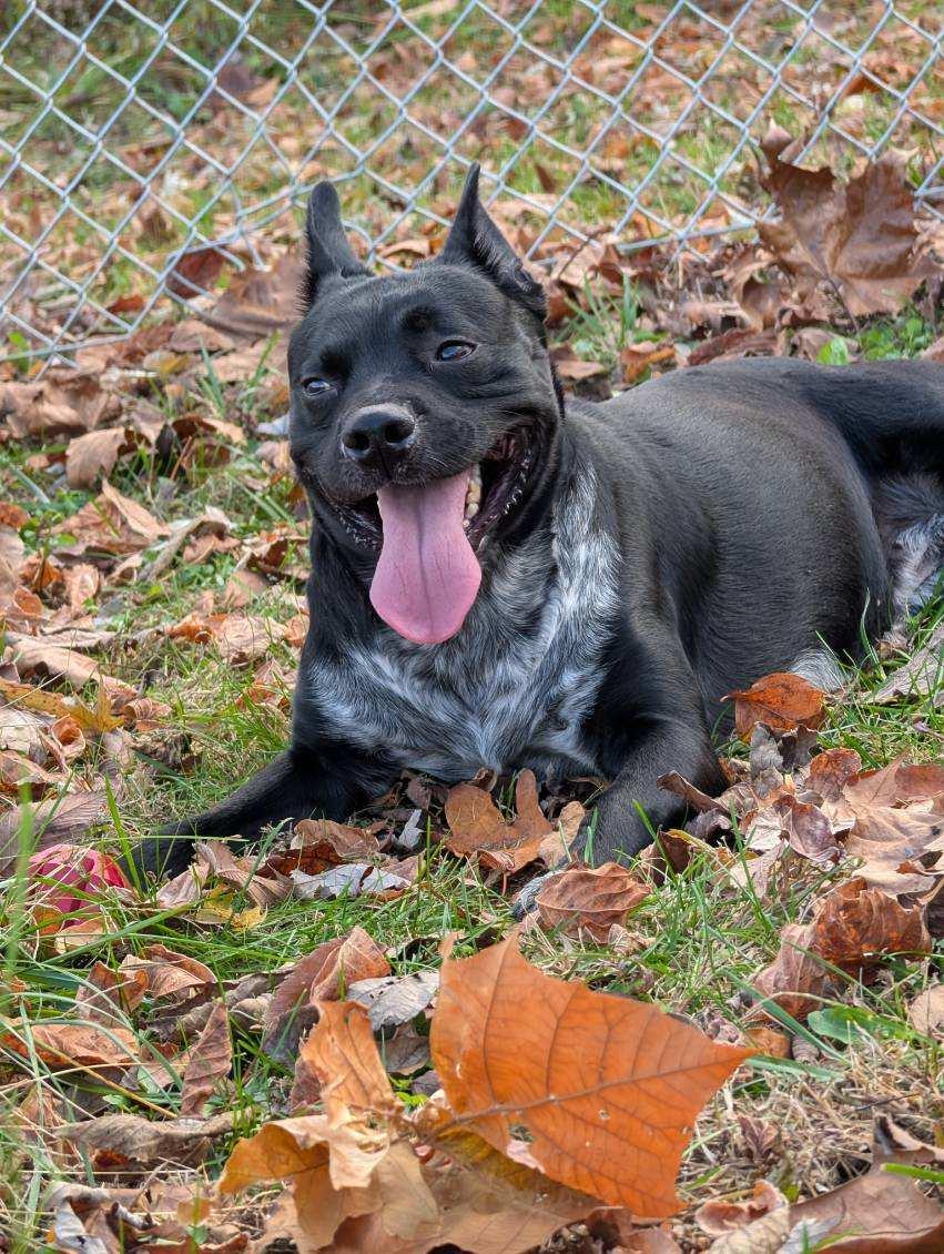 Enlarge Bob, a ADOPTABLE mixed breed in Sulphur, KY image 6/6