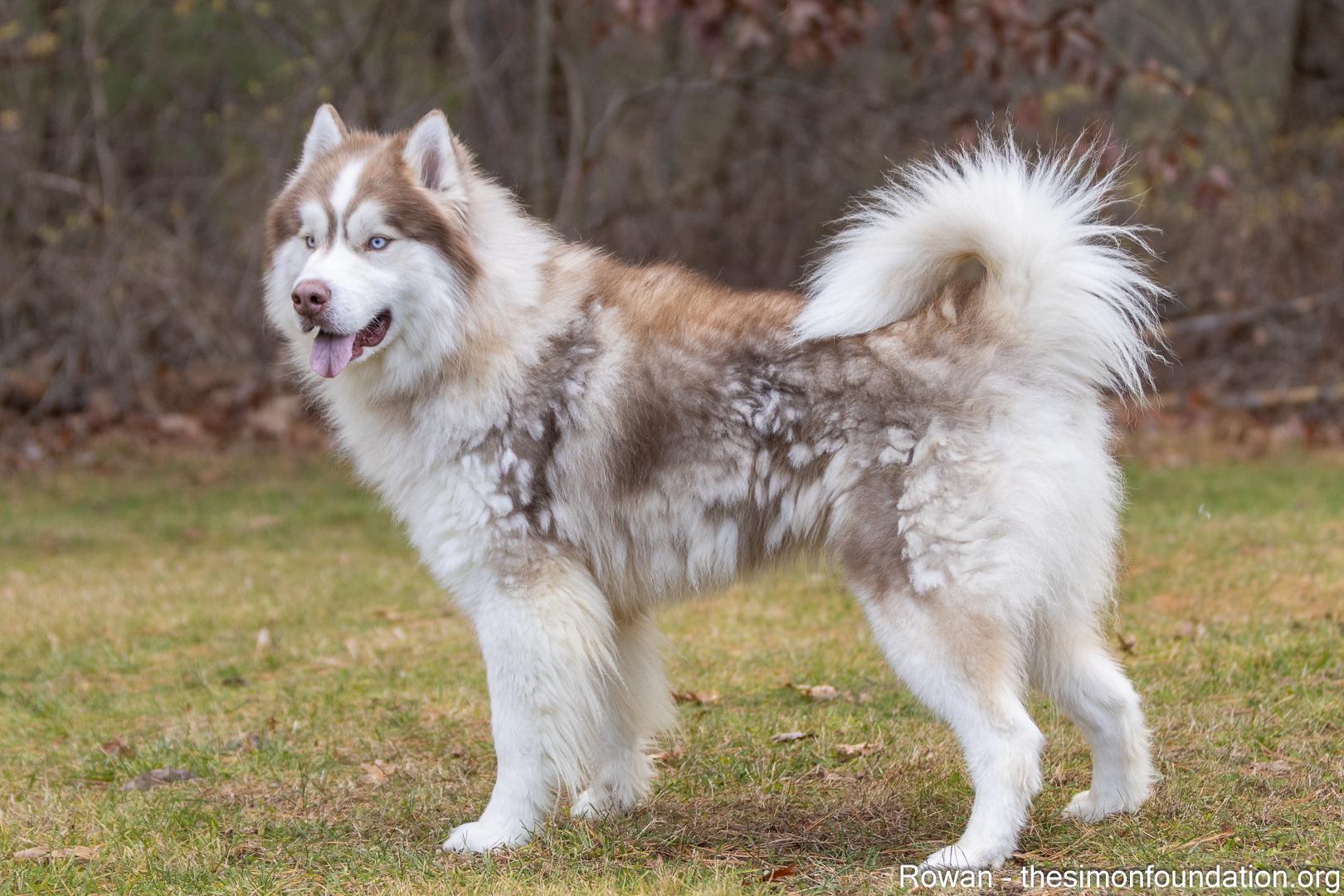 Enlarge Rowan, a hold mixed breed in Bloomfield, CT image 1/6