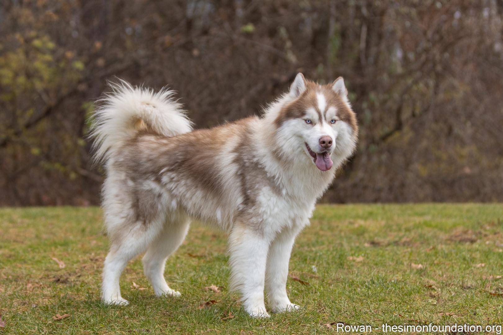 Enlarge Rowan, a hold mixed breed in Bloomfield, CT image 3/6