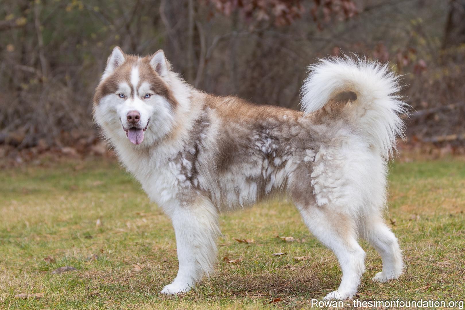 Enlarge Rowan, a hold mixed breed in Bloomfield, CT image 4/6