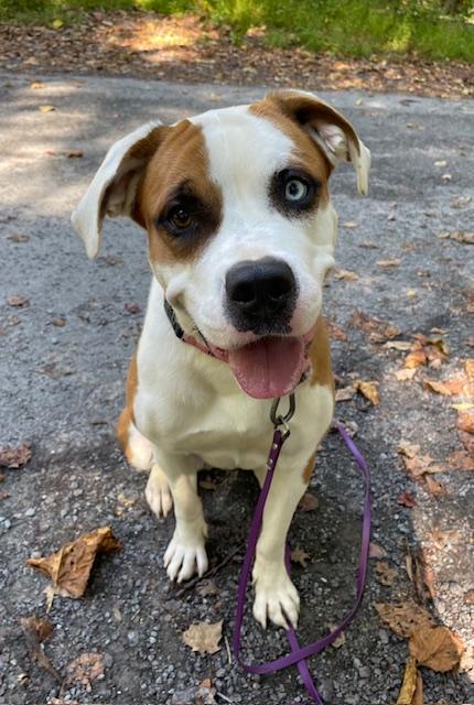Enlarge Ellie, a Adoptable mixed breed in Honesdale, PA image 4/5