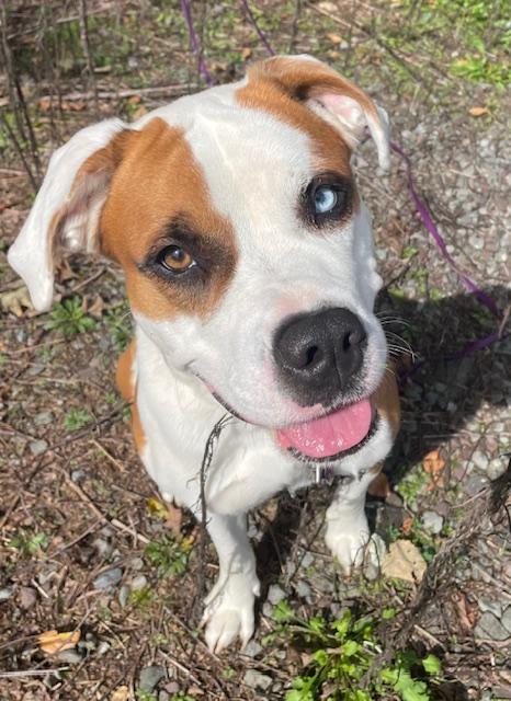 Enlarge Ellie, a Adoptable mixed breed in Honesdale, PA image 1/5