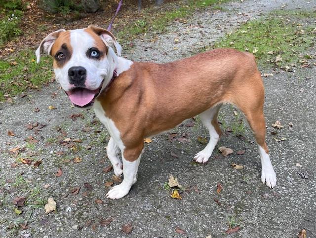 Enlarge Ellie, a Adoptable mixed breed in Honesdale, PA image 5/5