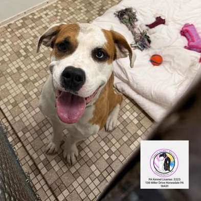 Enlarge Ellie, a Adoptable mixed breed in Honesdale, PA image 2/5