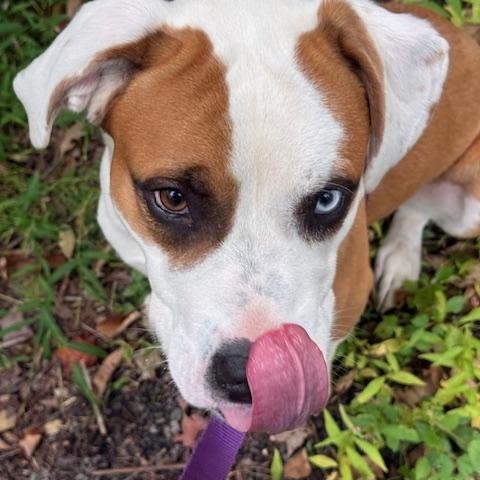 Enlarge Ellie, a Adoptable mixed breed in Honesdale, PA image 3/5