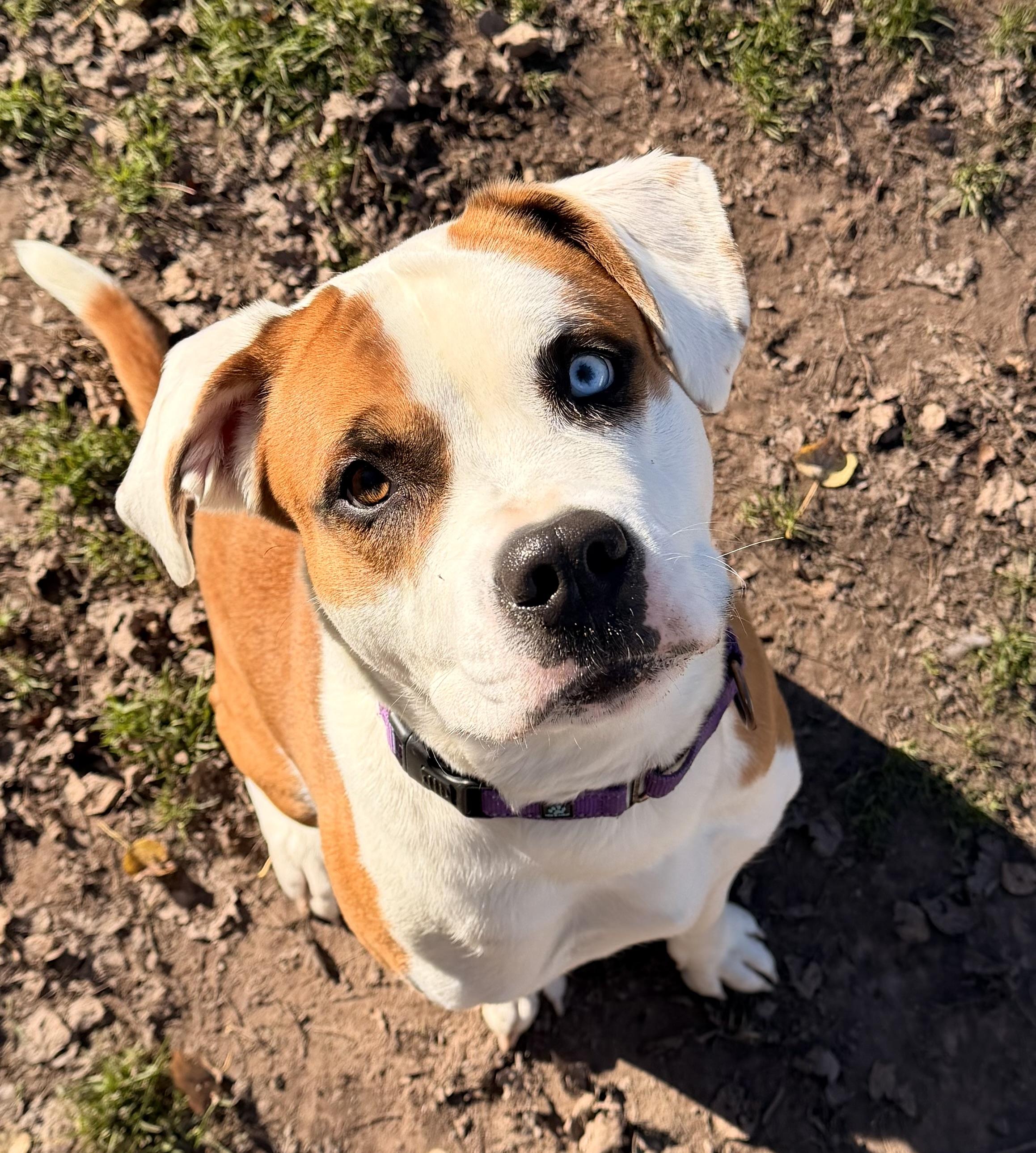 Ellie, Adoptable, Adult Female Mixed Breed & Saint Bernard.