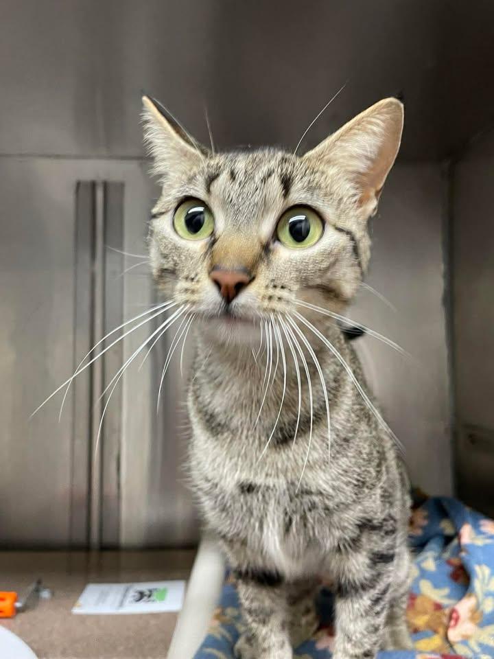 Enlarge Bennett, a ADOPTABLE Domestic Short Hair in Stillwater, OK image 1/1