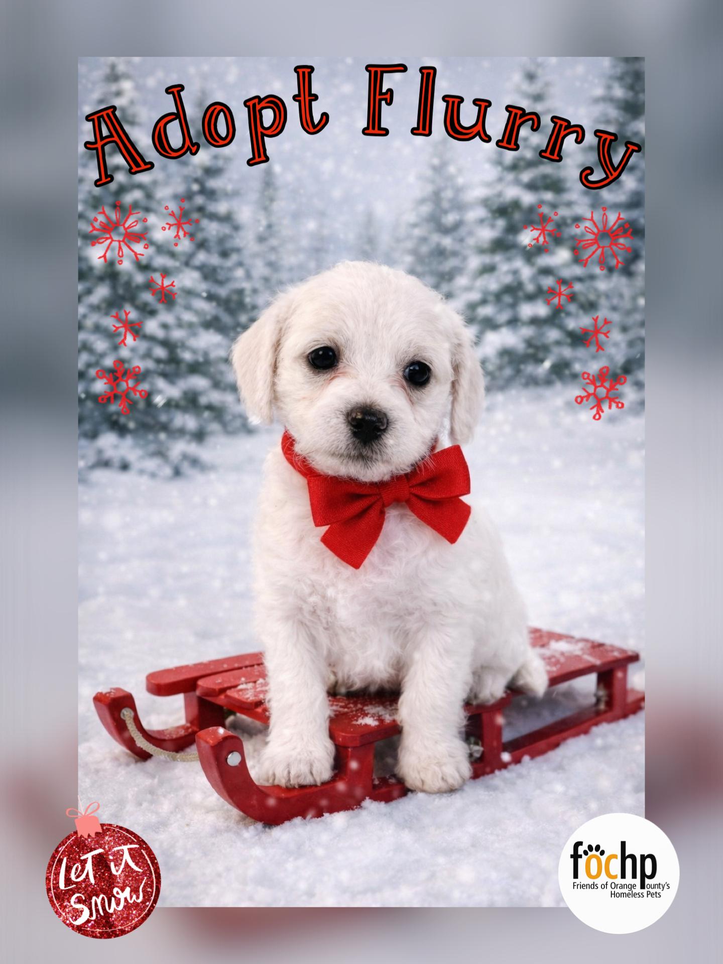 Flurry, Adoptable, Puppy Female Poodle & Terrier.