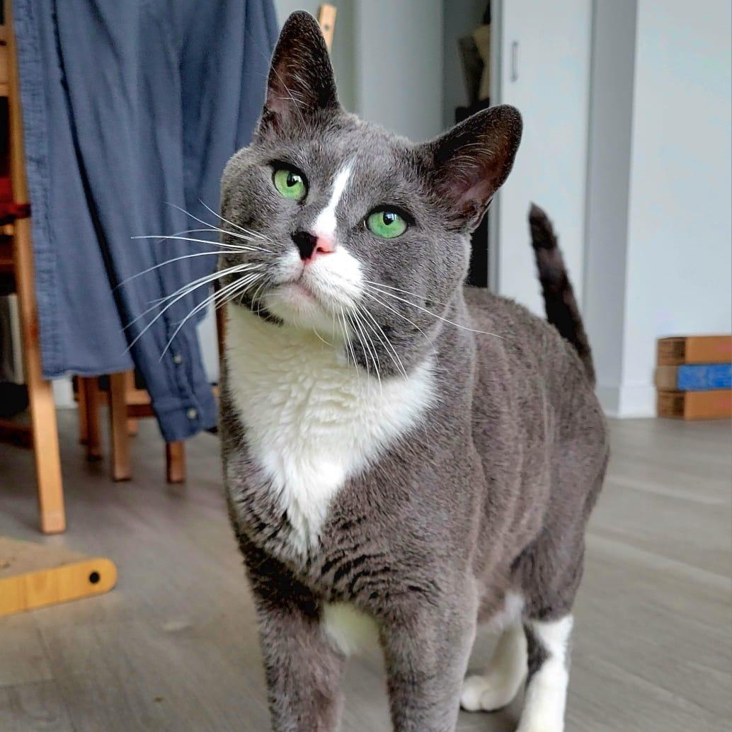 Lloyd Domestic Short Hair Cat