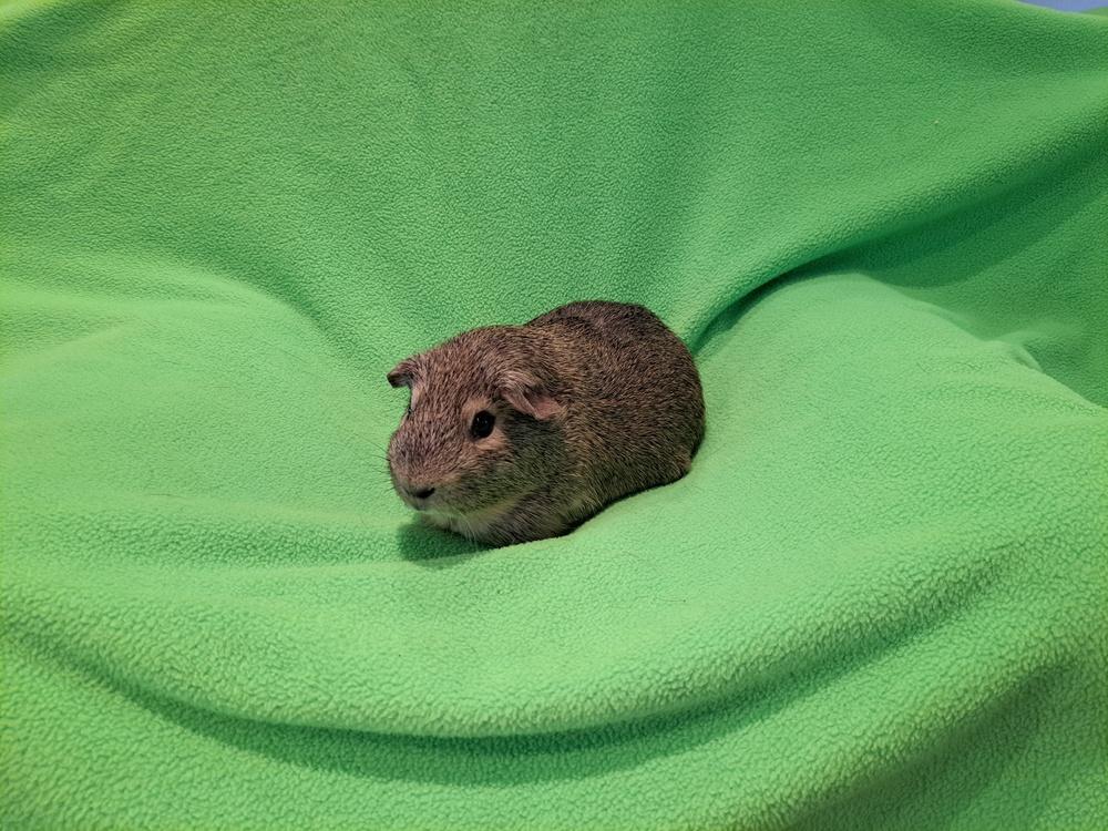 Churro and Chalupa, Adoptable, Adult Male Guinea Pig & Guinea Pig.