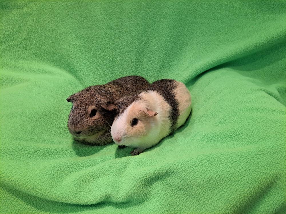 Churro and Chalupa, a Adoptable mixed breed in South Bend, IN image 4/5