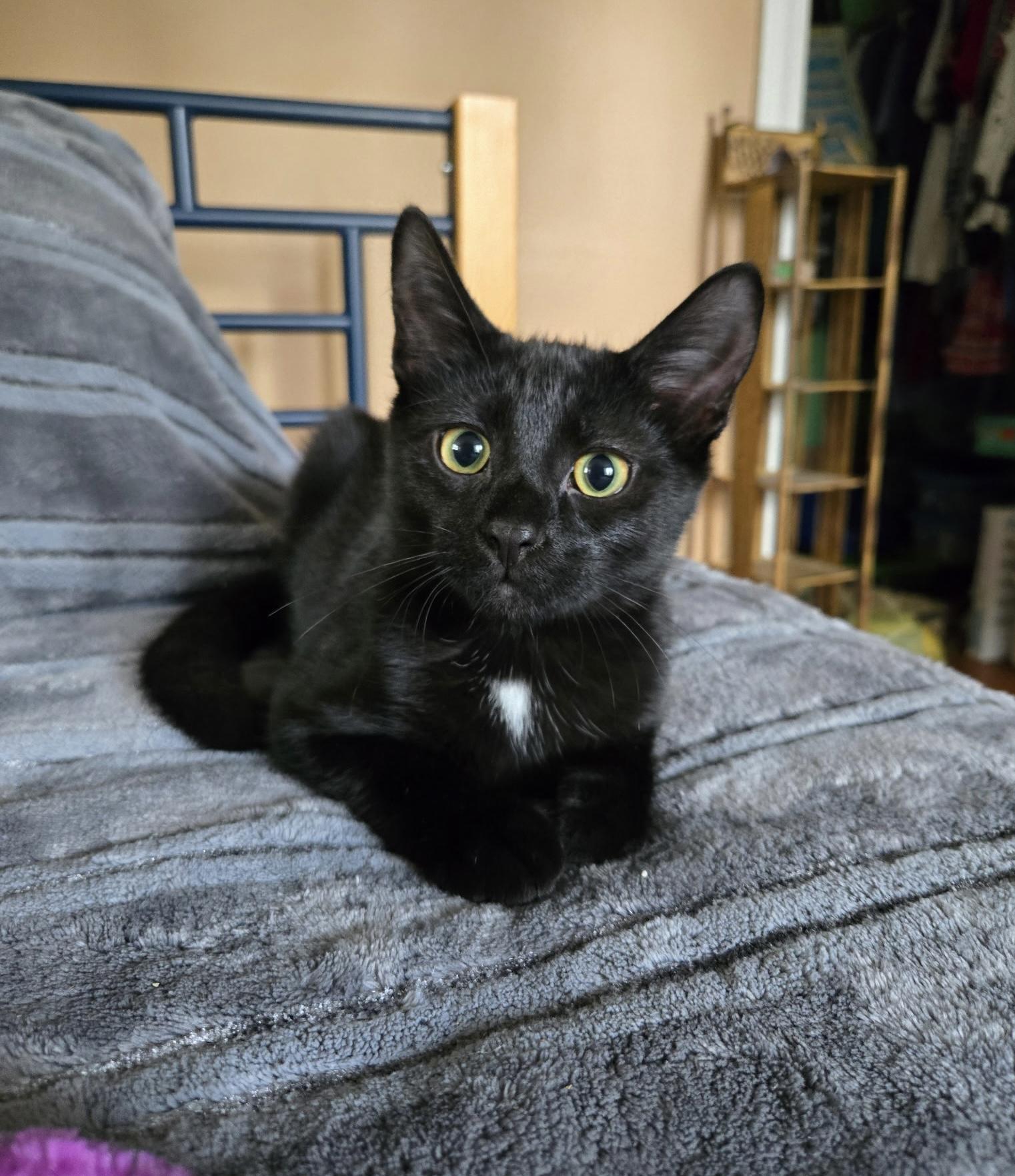 Enlarge Timothy, a Adoptable Bombay in Livonia, MI image 3/6