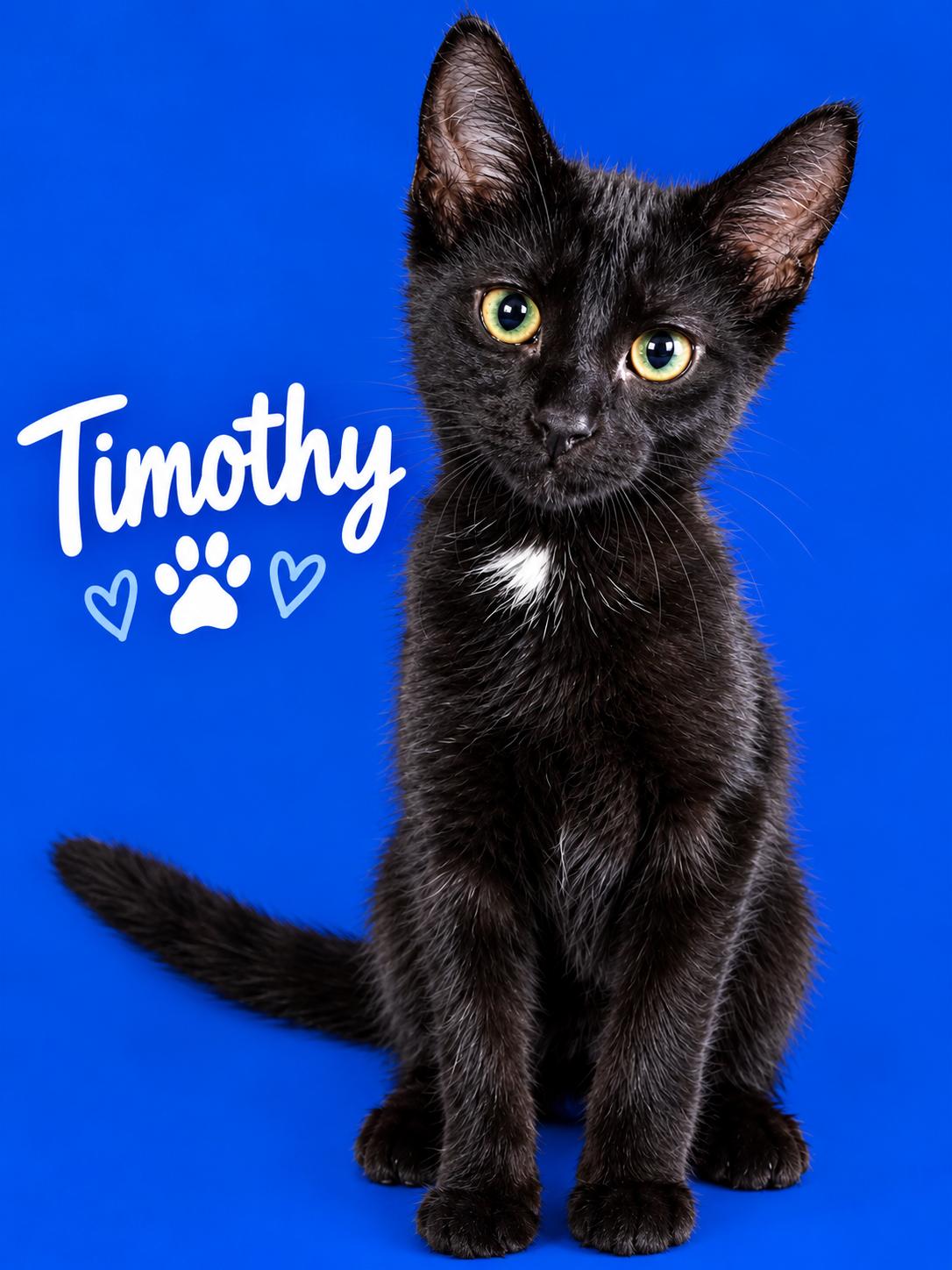 Timothy, Adoptable, Kitten Male Bombay.