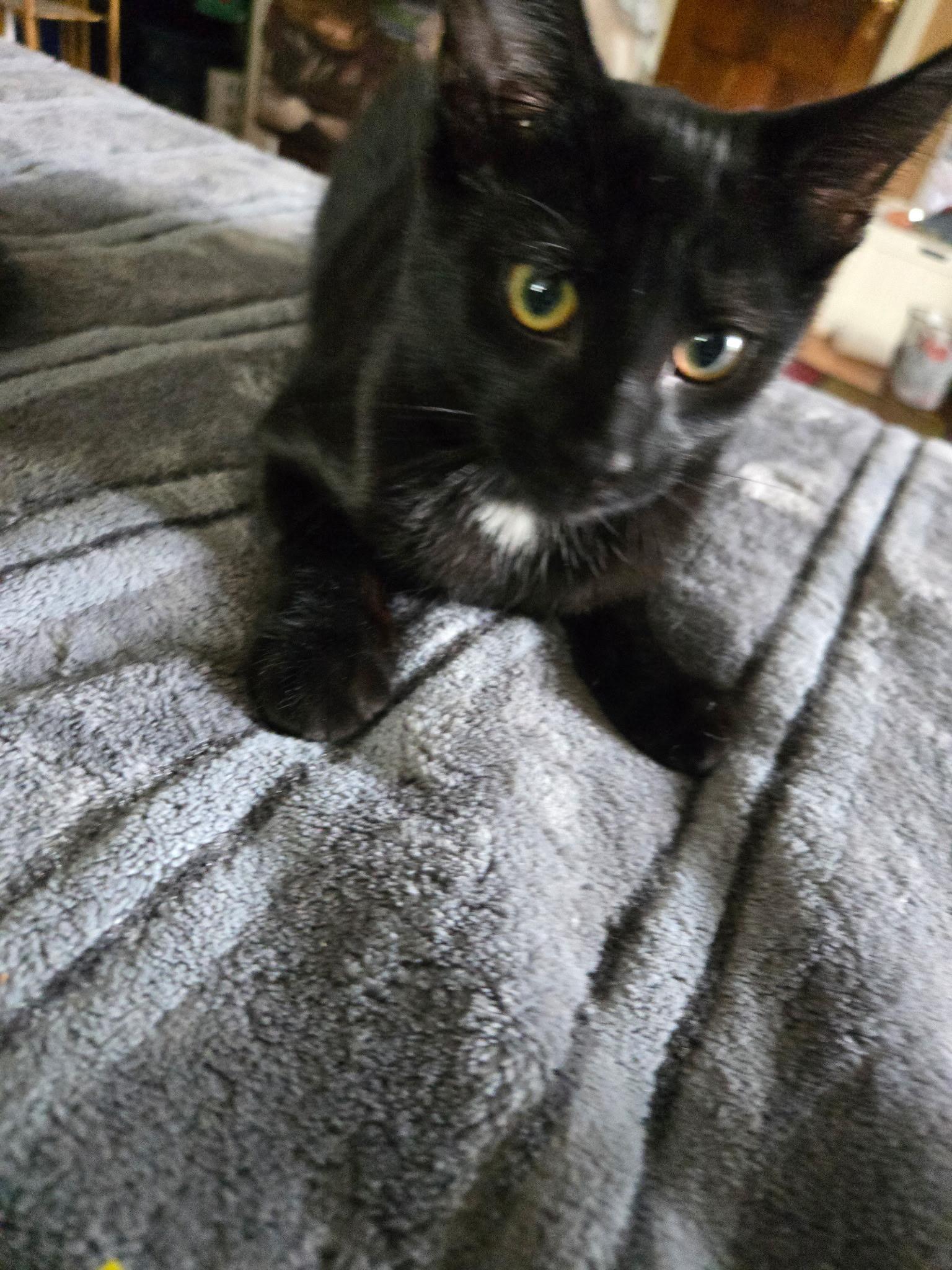 Enlarge Timothy, a Adoptable Bombay in Livonia, MI image 2/6