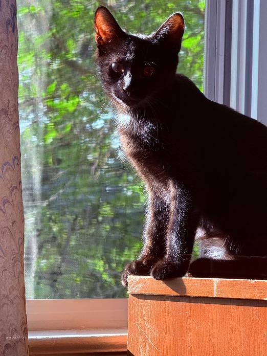 Enlarge Timothy, a Adoptable Bombay in Livonia, MI image 5/6