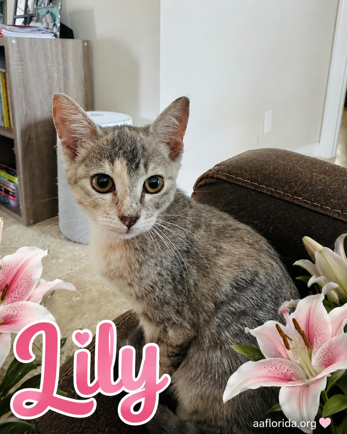 Lily, Adoptable, Young Female Calico & Domestic Short Hair.