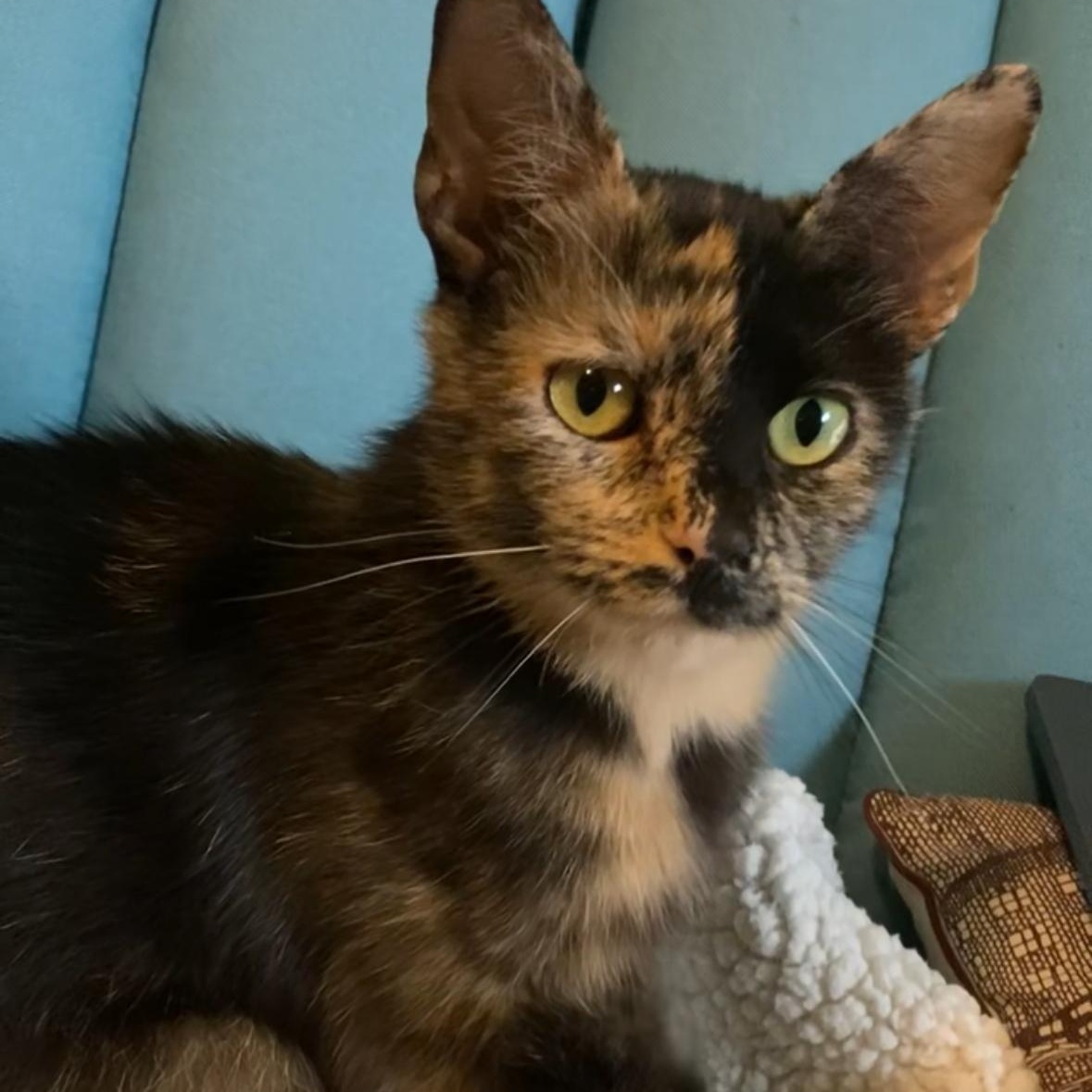 Olive