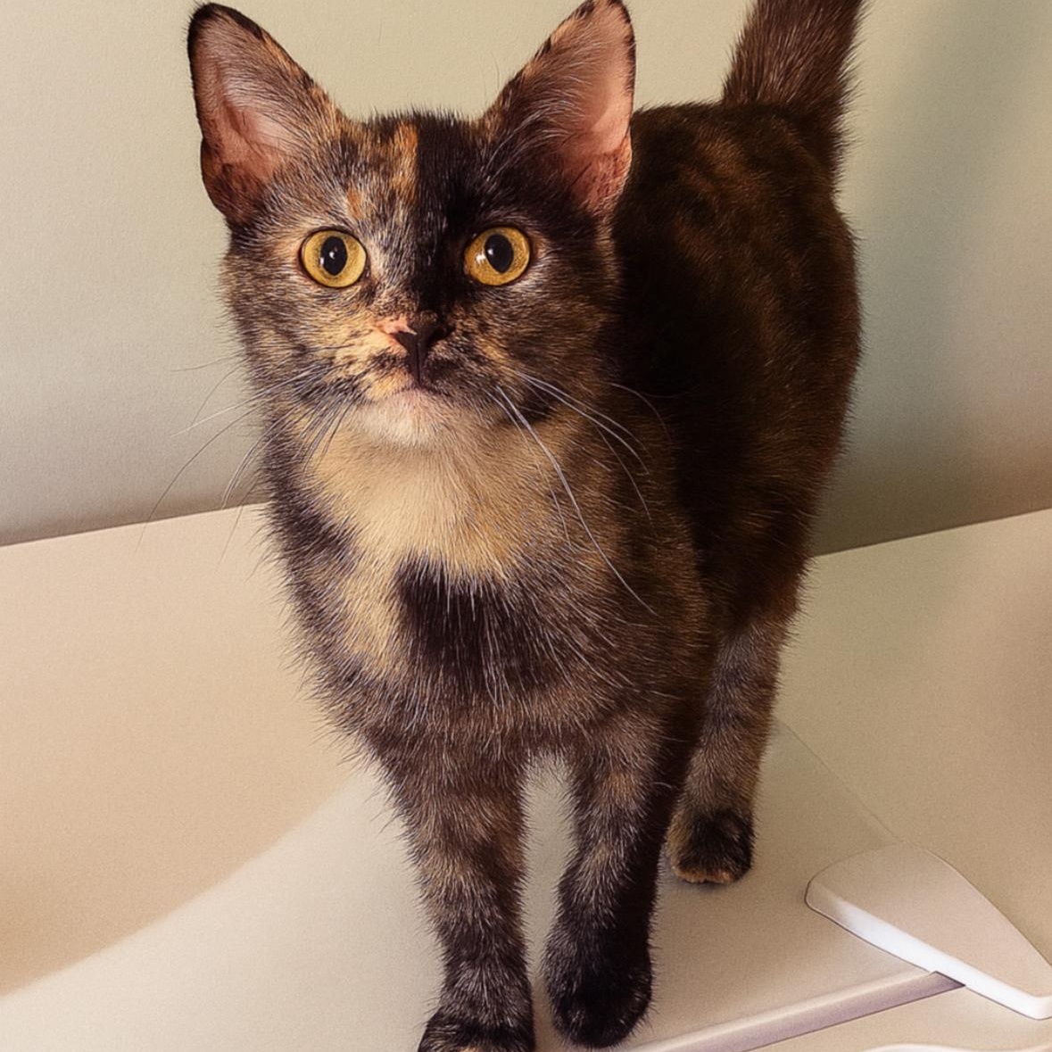 Olive