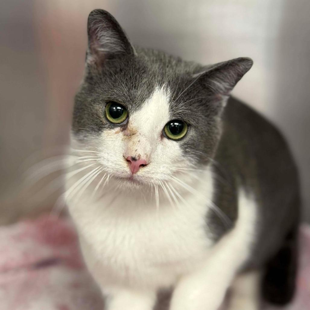 Enlarge Bacon, a Adoptable Domestic Short Hair in Martinsville, VA image 1/1