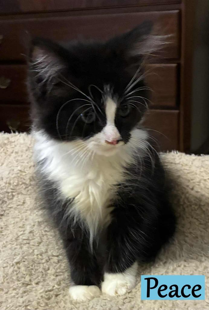 Peace, Adopted, Kitten Male Domestic Medium Hair.