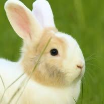 Enlarge Timmy, Tommy & Terrance, a Adoptable mixed breed in Bishopville, SC image 2/4