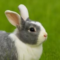 Enlarge Timmy, Tommy & Terrance, a Adoptable mixed breed in Bishopville, SC image 3/4