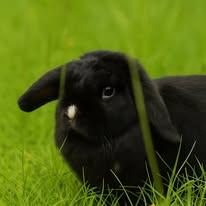 Enlarge Timmy, Tommy & Terrance, a Adoptable mixed breed in Bishopville, SC image 4/4