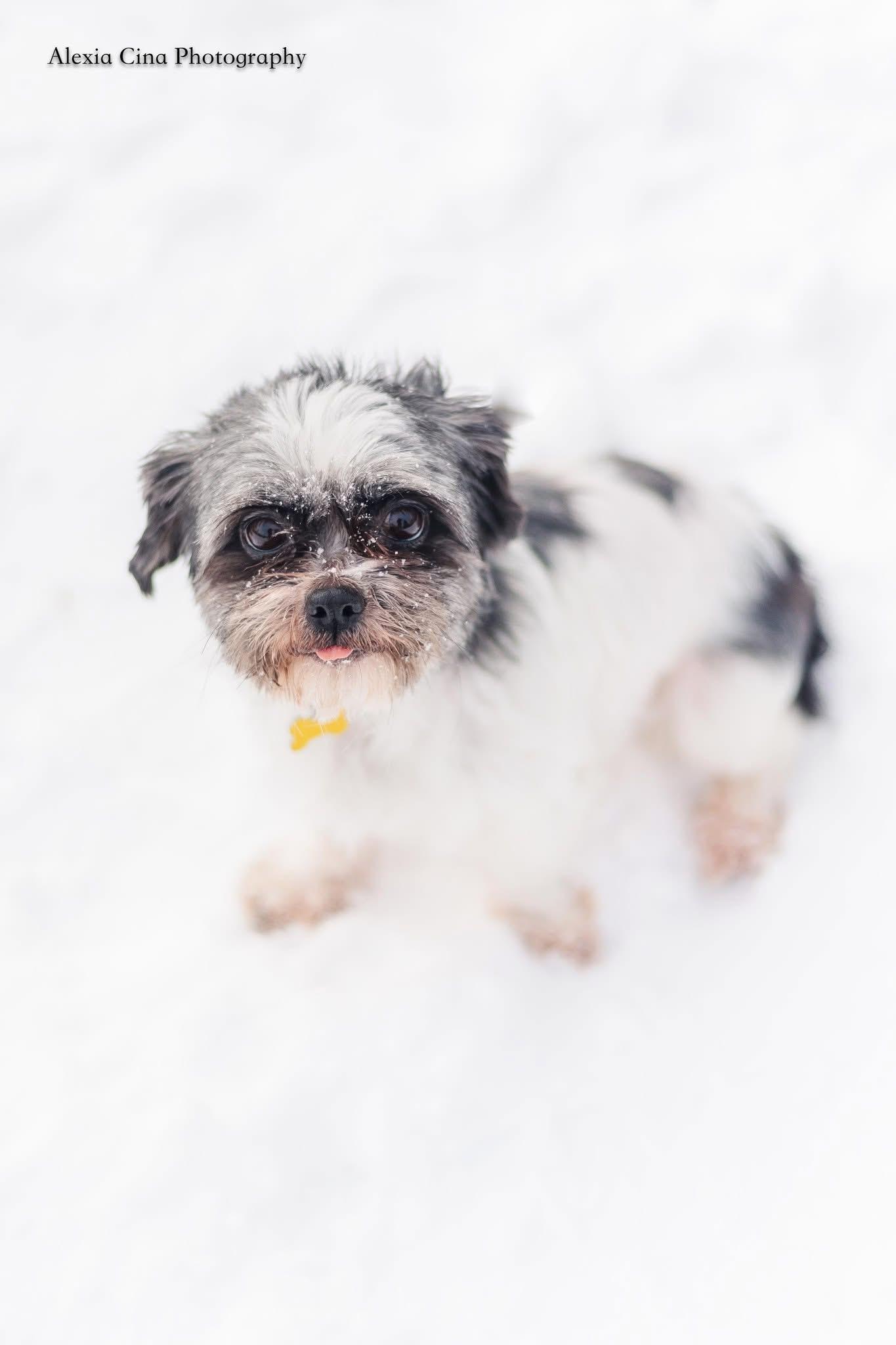 Enlarge Merry, an adopted Shih Tzu in Drumbo, ON image 4/4
