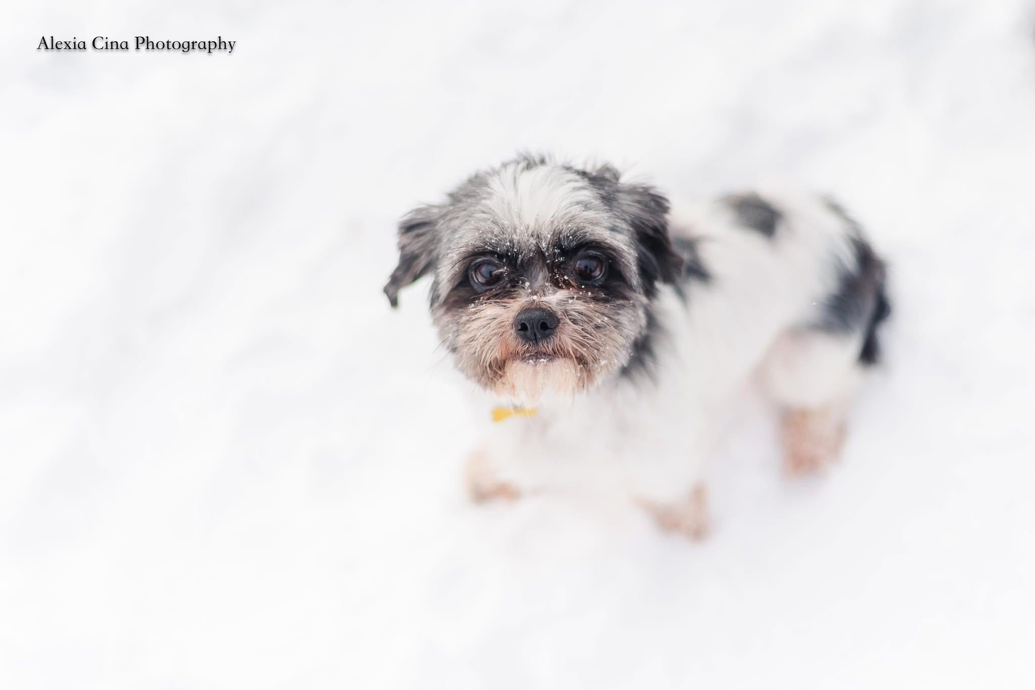 Enlarge Merry, an adopted Shih Tzu in Drumbo, ON image 3/4